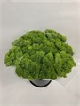 Гвоздика ст-Dianthus st-Greentrick-CE 660ea8fe-a473-11f0-0a80-11b600592259