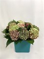 Гортензия-Hydrangeas-Autumn-CE 66148410-a473-11f0-0a80-11b60059225f