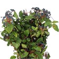 Вибурнум-Viburnum-Blue-CE 66170e0b-a473-11f0-0a80-11b600592262