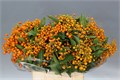 Питтоспорум-Pittosporum-Rombifoglia-CE 66215db1-a473-11f0-0a80-11b60059226f