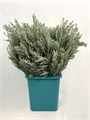 Озотамнус-Ozothamnus-Silver-200gr-CE 6623dda7-a473-11f0-0a80-11b600592272