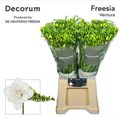 Фрезия-Freesia-Du Ventura-54cm-26gr 662568d4-e56a-11f0-0a80-11fb00b528ad