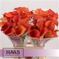Калла-Zantedechia-Sunset Passion-55cm 66297137-754a-11ed-0a80-024a00176407