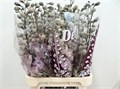 Дельфиниум-Delphinium-Du Dew Vio Smi-/80cm 0aef43e8-41ad-11ee-0a80-11f3000f40c8