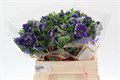 Анемон-Anemone-Co Mis Bleu-40cm 6630ee6a-83b7-11ee-0a80-065a00218e7a