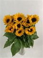 Подсолнух-Sunflowers-CE 6631c663-a473-11f0-0a80-11b600592281