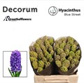 Гиацинт-Hyacinthus-Ov-30cm 663cf2c4-e56a-11f0-0a80-11fb00b528b7
