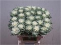 Брассика-Brassica-Crane Fea Snow-70cm 663e4b5e-83b7-11ee-0a80-065a00218e7d