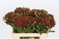 Каапс-Kaaps-Groen Alb. Red-60cm 66439301-e56a-11f0-0a80-11fb00b528bc
