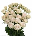 Роза куст-Rosa tr-Royal Porcelina-50cm 6643f768-bfa5-11ec-0a80-0b4c0007e1fc