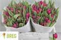Тюльпан-Tulip-Du Margarita-36cm-40gr 6646a251-e56a-11f0-0a80-11fb00b528c0