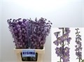 Дельфиниум-Delphinium-Du Mf Lpink Wb-70cm 6650dff2-90aa-11ed-0a80-08d200028ee6