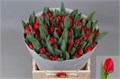 Тюльпан-Tulip-En Antarctic Fire-38cm-40gr 6679a9e0-e56a-11f0-0a80-11fb00b528c4