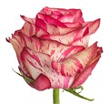 Роза-Rosa-Magic Times-50cm-IS 0afb4350-cc55-11ec-0a80-00f40068c253