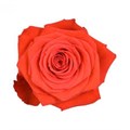 Роза-Rosa-Nina-60cm-CN 66962f44-5fcd-11ef-0a80-0dd80017a13c