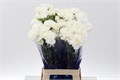 Гвоздика ст-Dianthus st-Moonlight White Hi-70cm 669c313c-90aa-11ed-0a80-08d200028ef8