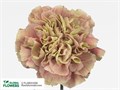 Гвоздика SE-Dianthus SE-Antigua-/FC 66a1771a-3de0-11ee-0a80-033a001348bc