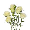 Роза куст-Rosa sp-Polar Sensation-70cm-RS 66af16ff-8645-11f0-0a80-1316006af78b