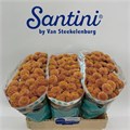 Хризантема сант-Chrysant sant-Ellison Salmon-55cm-105gr 0afc96fe-16f1-11ed-0a80-00b300183c53