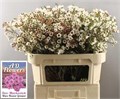 Ваксфлауэр-Chamelacium-Un White Lion-80cm-80gr 66af83a5-90aa-11ed-0a80-08d200028efb