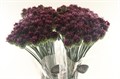 Аллиум-Allium-Sphaerocephal Extra-80cm 66c5b923-0a0d-11ee-0a80-0c7e0088be51
