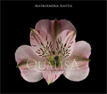 Альстромерия-Alstroemeria-Seattle Pink--70cm-QA 66cecc96-489f-11ee-0a80-0dc90006cd31
