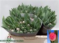 Тюльпан-Tulip-Du Voque-38cm-38gr 66d0feb8-754a-11ed-0a80-024a0017658e