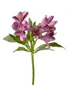 Альстромерия-Alstroemeria-Napoli Purple-70cm-QA 0afd83d6-ad25-11ed-0a80-0e840027bc6d