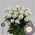 Хризантема куст-Chrysant Tr-Newton-70cm-70gr 00921faf-bfa6-11ec-0a80-0b4c000864f8