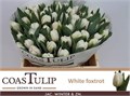 Тюльпан-Tulip-Du White Foxtrot-36cm-38gr 66d95808-90aa-11ed-0a80-08d200028f07