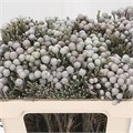 Каапс-Kaaps-Brunia Laevis-50cm 66db38c6-bfa4-11ec-0a80-0b4c0006ea65