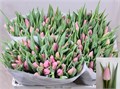 Тюльпан-Tulip-En Aafke-40cm-35gr 66df2c0a-90aa-11ed-0a80-08d200028f0a