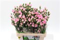 Гвоздика куст-Dianthus tr-Roxanne Select-65cm-35gr 66e36f70-83b7-11ee-0a80-065a00218e8b