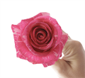 Роза-Rosa-Pandora-50cm-JR 66e53a98-e942-11ef-0a80-0c3400224840