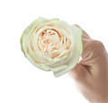 Роза-Rosa-Wedding Spirit-50cm-AG 66ebb6e6-bfa9-11ec-0a80-0b4c000bb130