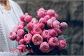 Роза куст-Rosa sp-Silva Pink--50cm-CN 66ed01ce-8d7b-11ef-0a80-0b6d0000a59d
