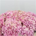 Гортензия-Hydrangea-Juliette-80cm-Bg 0afe1618-1358-11ef-0a80-0bf10008ad09