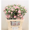 Гвоздика куст-Dianthus Tr-Doobadoo-55cm 66f7588a-90aa-11ed-0a80-08d200028f0d