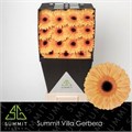 Гербера-Gerbera-Gr Jetset Diamond-45cm 66fe27d2-0a0d-11ee-0a80-0c7e0088be57