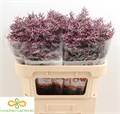 Лимониум-Limonium-Safora Lilac-70cm-45gr 6702bfc6-90aa-11ed-0a80-08d200028f10