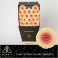 Гербера-Gerbera-Mb Jayjay Diamond-50cm 6703de77-0a0d-11ee-0a80-0c7e0088be5a