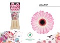 Гербера-Gerbera-Mi Diamond Lollipop-50cm 670a7d75-0a0d-11ee-0a80-0c7e0088be5d