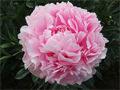 Paeonia-Пион-Sarah Bernhardt-55cm 67111713-90aa-11ed-0a80-08d200028f16
