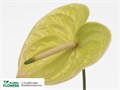 Антуриум-Anthurium-A Marysia-50cm 67184dba-83b7-11ee-0a80-065a00218e8f
