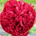 Paeonia-Пион-Command Performance-55cm 6718bcb0-90aa-11ed-0a80-08d200028f19