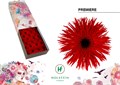 Гербера-Gerbera-Gr Premiere-45cm 6720c8ad-90aa-11ed-0a80-08d200028f1c