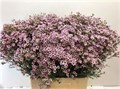 Ваксфлауэр-Chamelacium-Un Jupiter Sol-70cm-85gr 6727e081-90aa-11ed-0a80-08d200028f1f