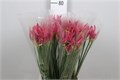Нерине-Nerine-Bo Favourite-60cm 672c8157-0a0d-11ee-0a80-0c7e0088be63
