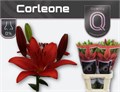 Лилия-Lilium-La Corleone 4+-90cm 67370a6f-90aa-11ed-0a80-08d200028f22