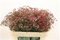 Лимониум-Limonium-Sin China Red-70cm-30gr 673ce197-90aa-11ed-0a80-08d200028f25